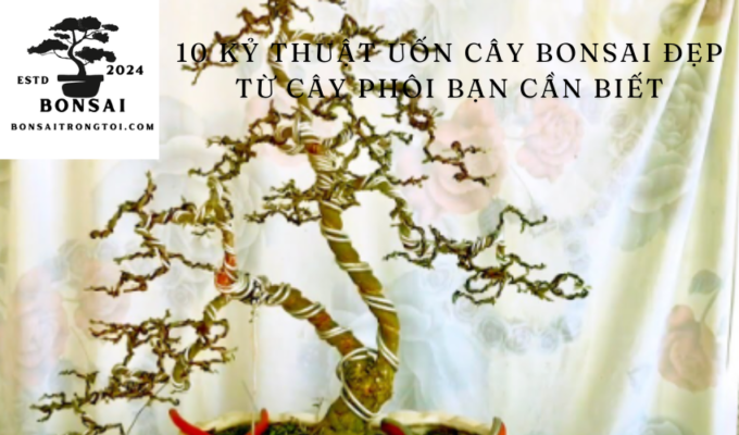 10 Kỷ thuật uốn cây bonsai đẹp từ cây phôi bạn cần biết