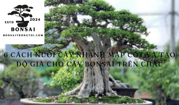 6 cách nuôi cây nhanh mập cốt và tạo độ già cho cây bonsai trên châu