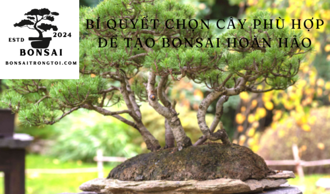 Bí quyết chọn cây phù hợp để tạo bonsai hoàn hảo