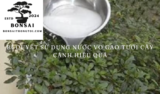 Bí quyết sử dụng nước vo gạo tưới cây cảnh hiệu quả