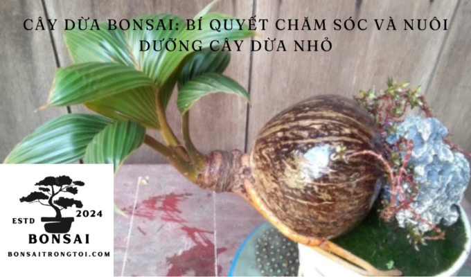 CÂY DỪA BONSAI: Bí quyết chăm sóc và nuôi dưỡng cây dừa nhỏ