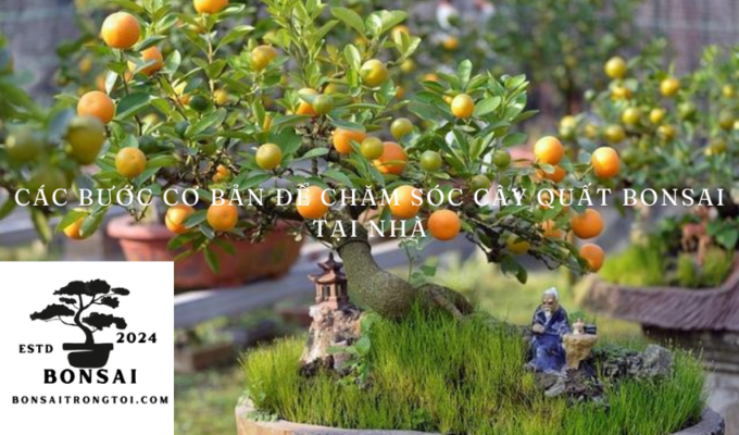 Các bước cơ bản để chăm sóc cây quất bonsai tại nhà