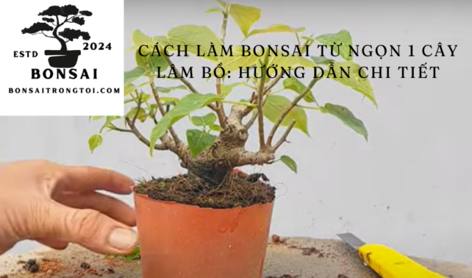 Cách làm bonsai từ ngọn 1 cây lâm bồ: Hướng dẫn chi tiết