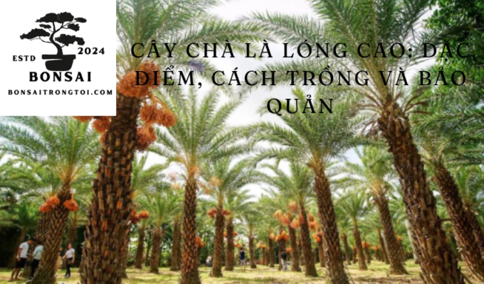 Cây Chà Là Lóng Cao: Đặc Điểm, Cách Trồng và Bảo Quản