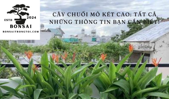 Cây Chuối Mỏ Két cao: Tất cả những thông tin bạn cần biết!