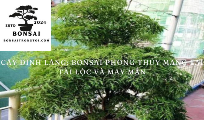 Cây Đinh Lăng: Bonsai phong thủy mang lại tài lộc và may mắn