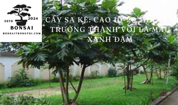 Cây Sa kê: cao 10-20 mét khi trưởng thành với lá màu xanh đậm