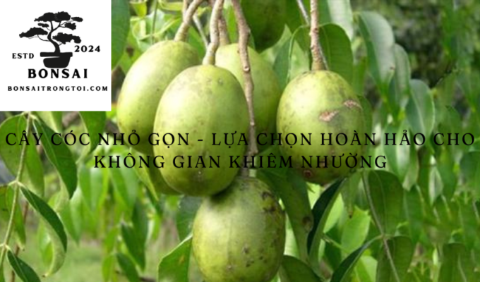 Cây cóc nhỏ gọn – lựa chọn hoàn hảo cho không gian khiêm nhường