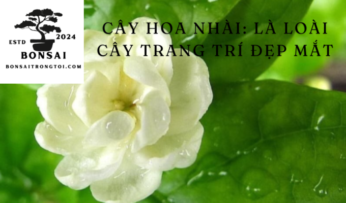 Cây hoa nhài: Là loài cây trang trí đẹp mắt