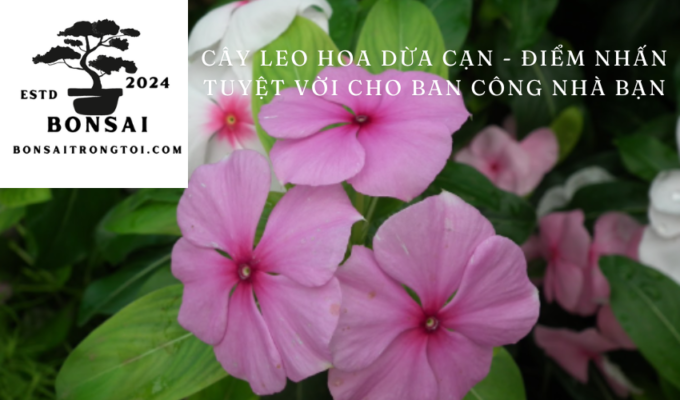 Cây leo hoa dừa cạn – Điểm nhấn tuyệt vời cho ban công nhà bạn