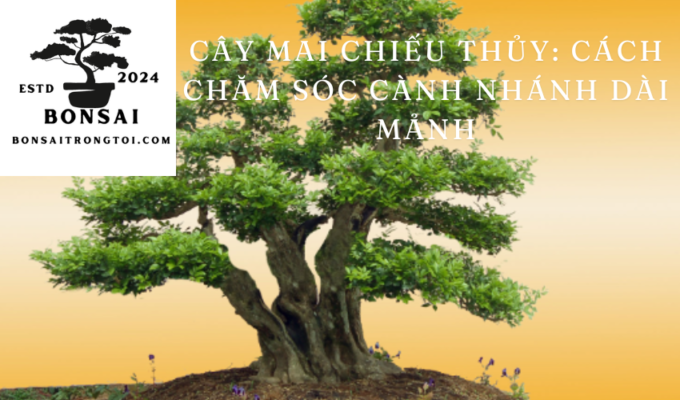 Cây mai chiếu thủy: Cách chăm sóc cành nhánh dài mảnh