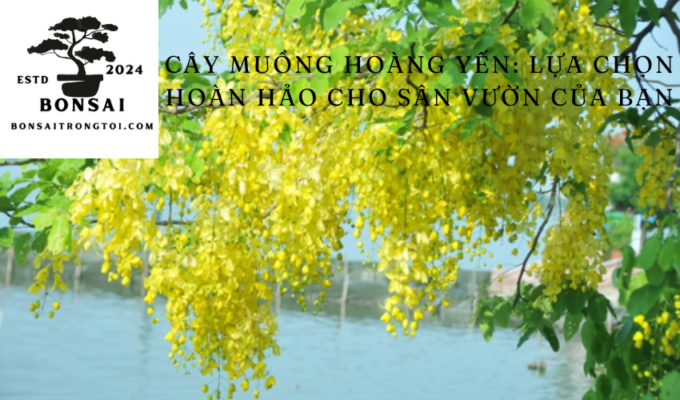 Cây muồng hoàng yến: Lựa chọn hoàn hảo cho sân vườn của bạn