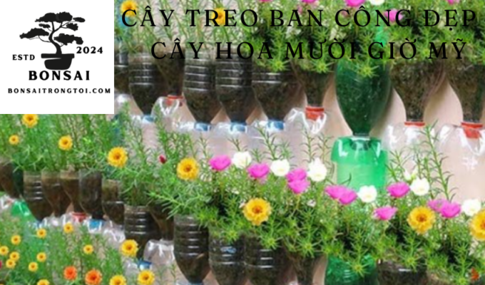 Cây treo ban công đẹp – Cây Hoa Mười Giờ Mỹ