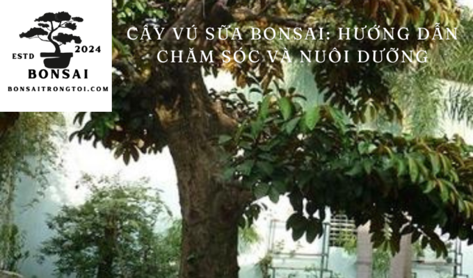 Cây vú sữa bonsai: Hướng dẫn chăm sóc và nuôi dưỡng