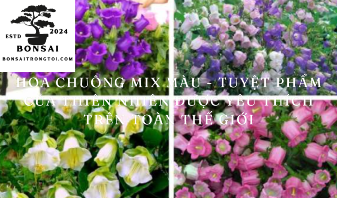 Hoa Chuông Mix Màu – Tuyệt phẩm của thiên nhiên được yêu thích trên toàn Thế Giới