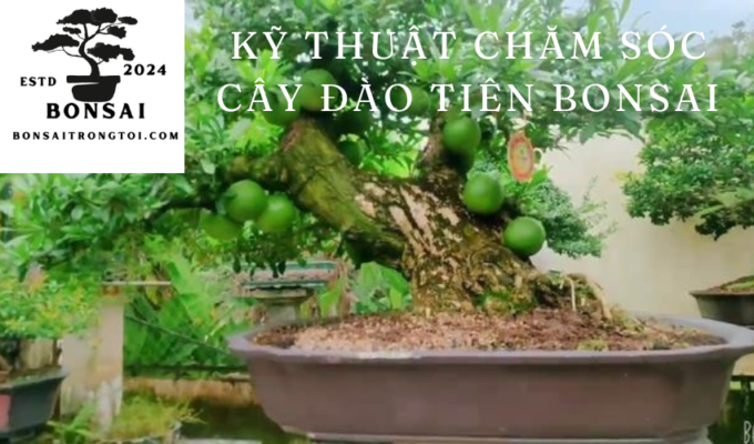 Kỹ thuật chăm sóc cây đào tiên Bonsai: Bí quyết nuôi dưỡng và tạo hình đúng cách