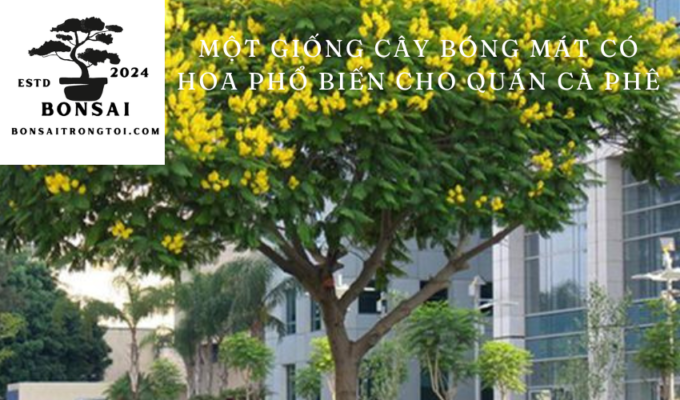 Một giống cây bóng mát có hoa phổ biến cho quán cà phê