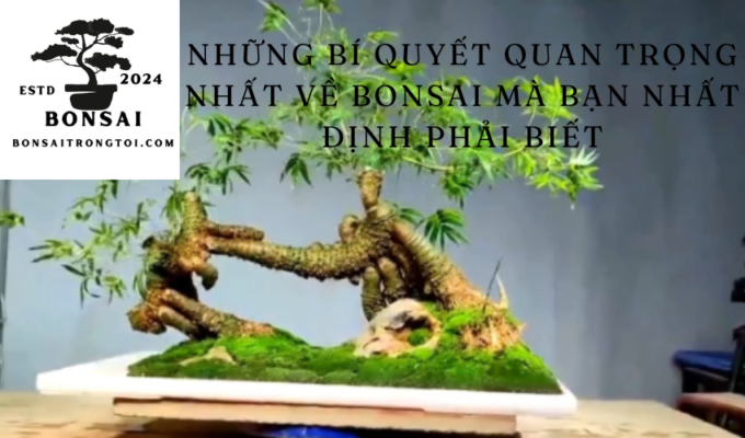 Những Bí Quyết Quan Trọng Nhất về Bonsai mà Bạn Nhất Định Phải Biết