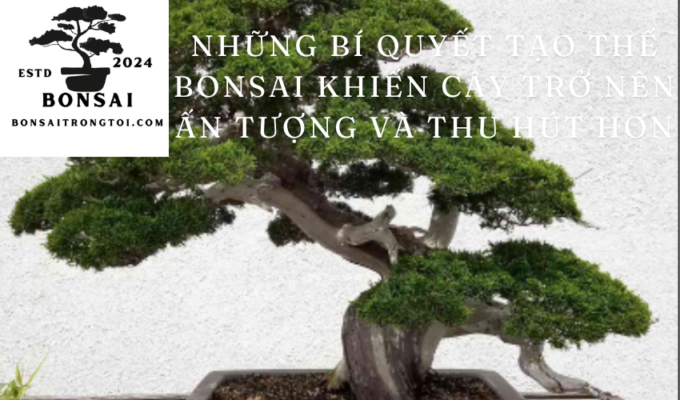 Những bí quyết tạo thế bonsai khiến cây trở nên ấn tượng và thu hút hơn