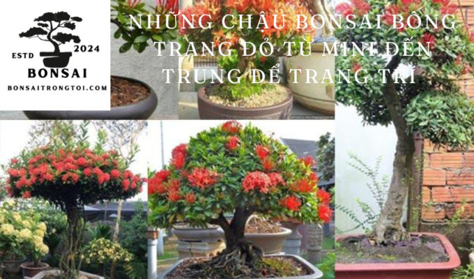 Những chậu bonsai bông trang đỏ từ mini đến trung để trang trí.