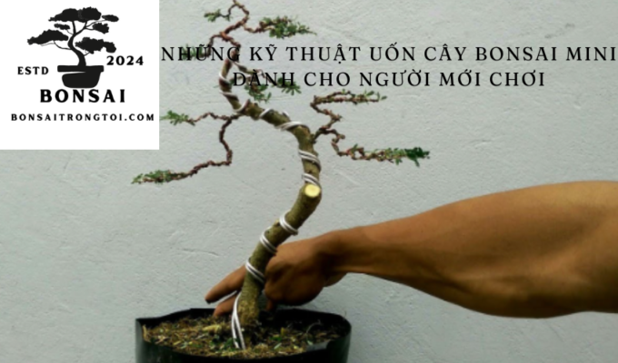 Những kỹ thuật uốn cây bonsai mini dành cho người mới chơi: Bí quyết và hướng dẫn