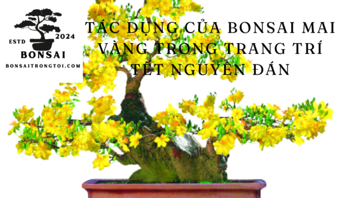 Tác dụng của bonsai Mai Vàng trong trang trí Tết Nguyên Đán