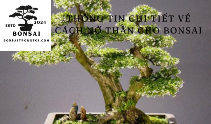 Thông tin chi tiết về cách nở thân cho bonsai