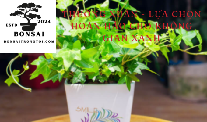 Thường Xuân – Lựa chọn hoàn hảo cho không gian xanh