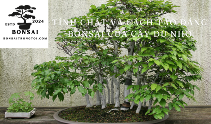 Vỏ cây màu xám nhạt: Tính chất và cách tạo dáng bonsai của cây Du nhỏ