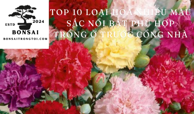 Top 10 loại hoa nhiều màu sắc nổi bật phù hợp trồng ở trước cổng nhà