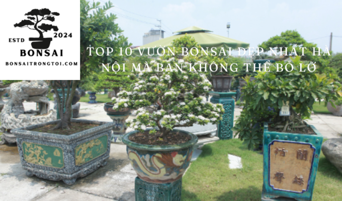 Top 10 vườn Bonsai đẹp nhất Hà Nội mà bạn không thể bỏ lỡ