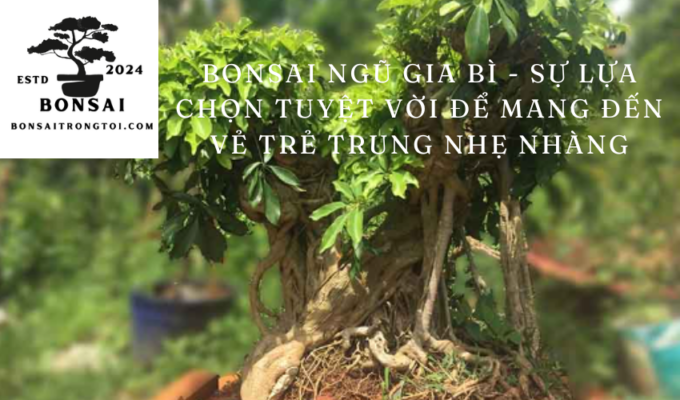 Bonsai Ngũ Gia Bì – Sự lựa chọn tuyệt vời để mang đến vẻ trẻ trung nhẹ nhàng