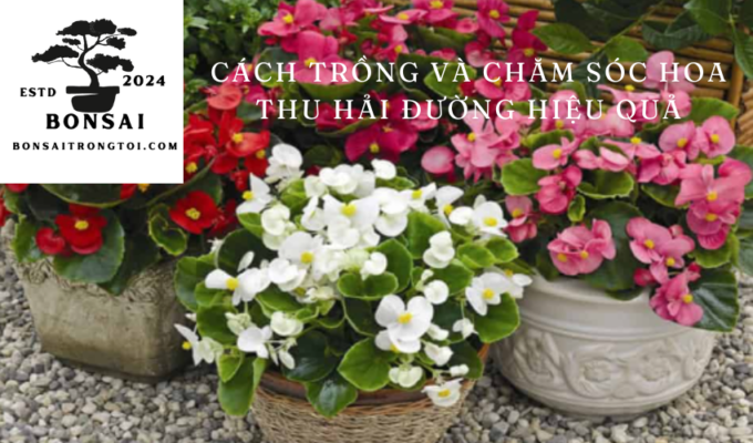 Cách trồng và chăm sóc hoa thu hải đường hiệu quả